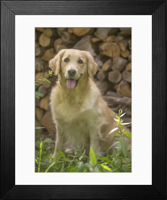 Framed Print : Picture No. 11808196