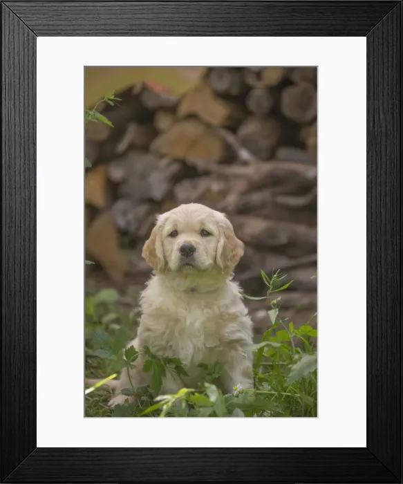Framed Print : Picture No. 11808197 Framed Print : Picture No. 11808197