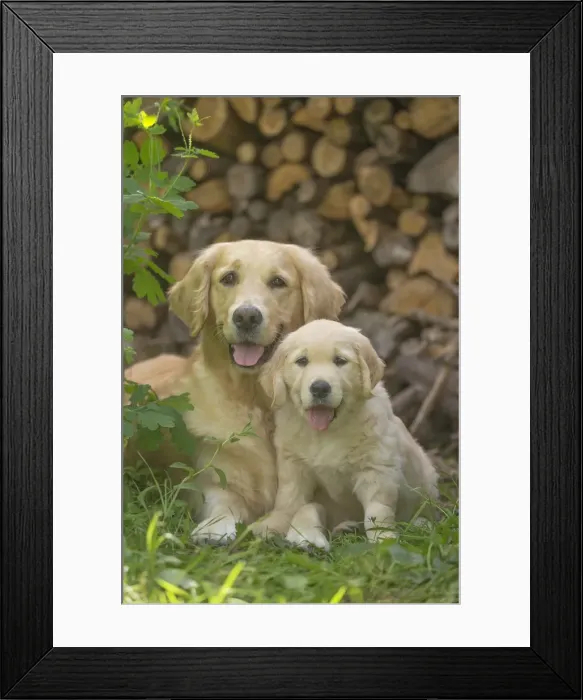 Framed Print : Picture No. 11808199 Framed Print : Picture No. 11808199