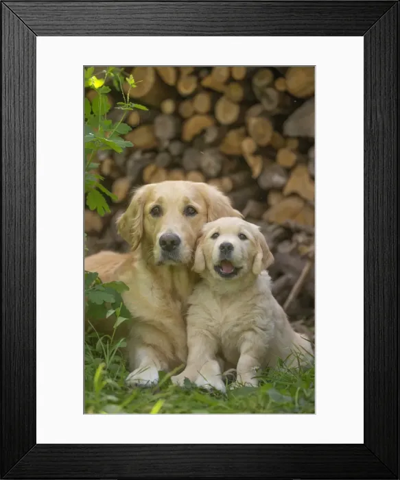 Framed Print : Picture No. 11808200 Framed Print : Picture No. 11808200