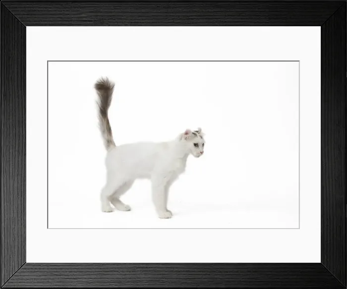 Framed Print : Picture No. 11808201 Framed Print : Picture No. 11808201