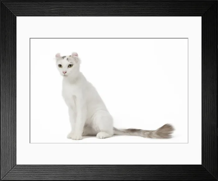 Framed Print : Picture No. 11808202 Framed Print : Picture No. 11808202