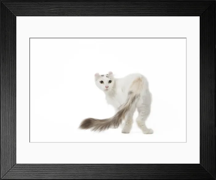 Framed Print : Picture No. 11808204 Framed Print : Picture No. 11808204