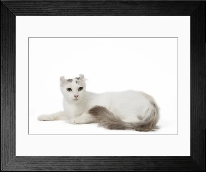 Framed Print : Picture No. 11808205 Framed Print : Picture No. 11808205