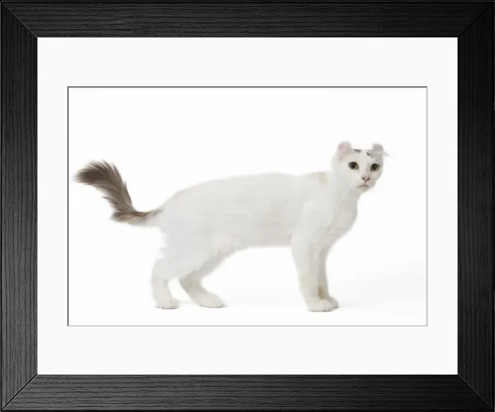 Framed Print : Picture No. 11808203 Framed Print : Picture No. 11808203