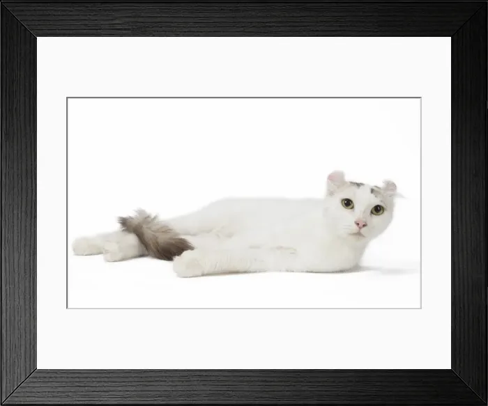 Framed Print : Picture No. 11808206