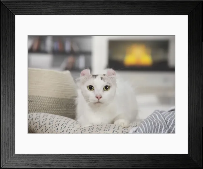 Framed Print : Picture No. 11808207 Framed Print : Picture No. 11808207