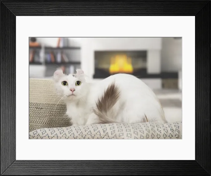 Framed Print : Picture No. 11808208 Framed Print : Picture No. 11808208
