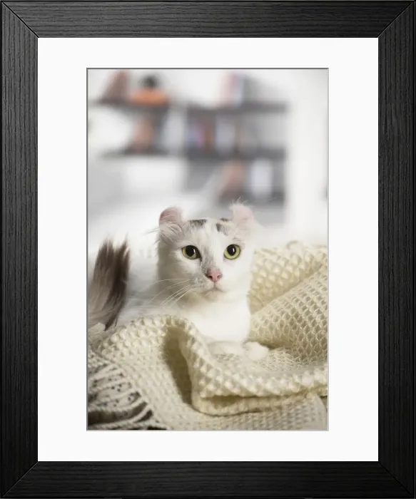 Framed Print : Picture No. 11808209