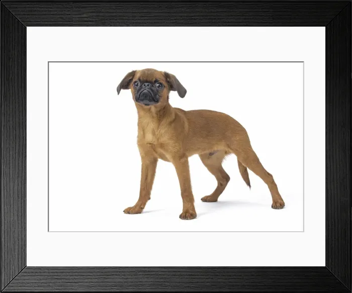 Framed Print : Picture No. 11808211 Framed Print : Picture No. 11808211