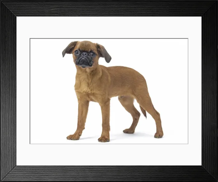Framed Print : Picture No. 11808212 Framed Print : Picture No. 11808212