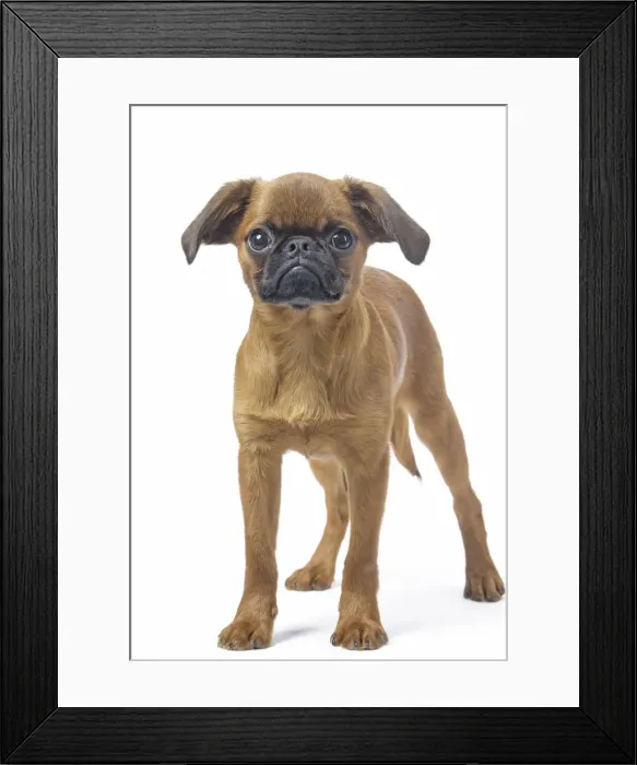 Framed Print : Picture No. 11808210 Framed Print : Picture No. 11808210