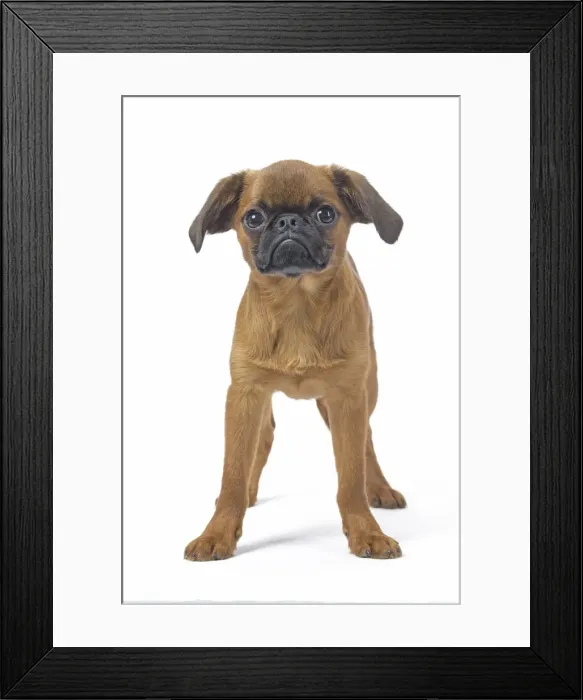 Framed Print : Picture No. 11808214 Framed Print : Picture No. 11808214