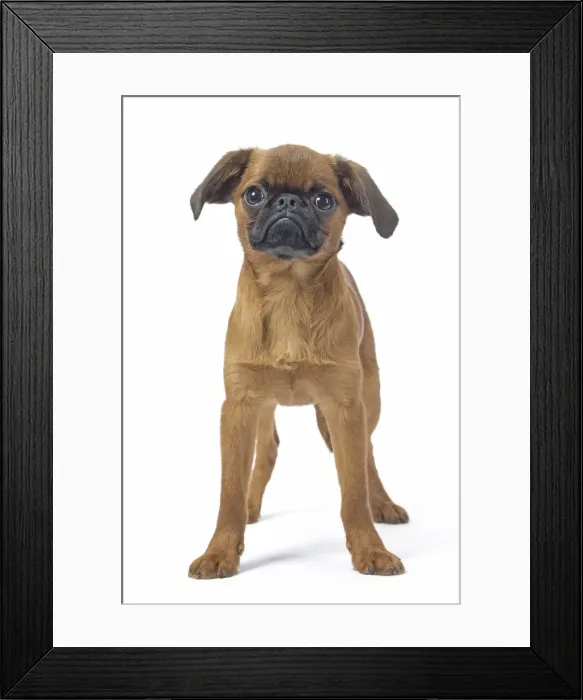 Framed Print : Picture No. 11808213 Framed Print : Picture No. 11808213