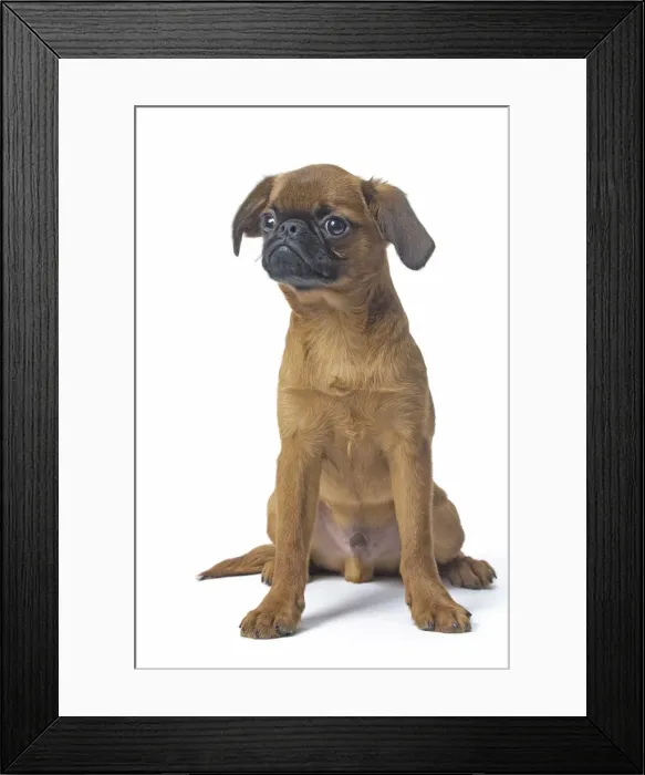 Framed Print : Picture No. 11808215 Framed Print : Picture No. 11808215