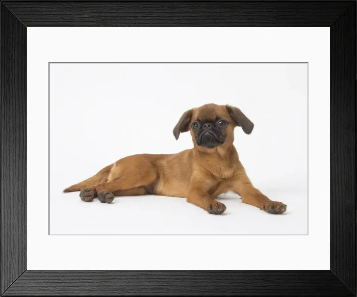 Framed Print : Picture No. 11808217 Framed Print : Picture No. 11808217