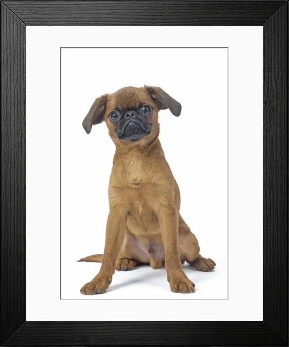 Framed Print : Picture No. 11808216 Framed Print : Picture No. 11808216