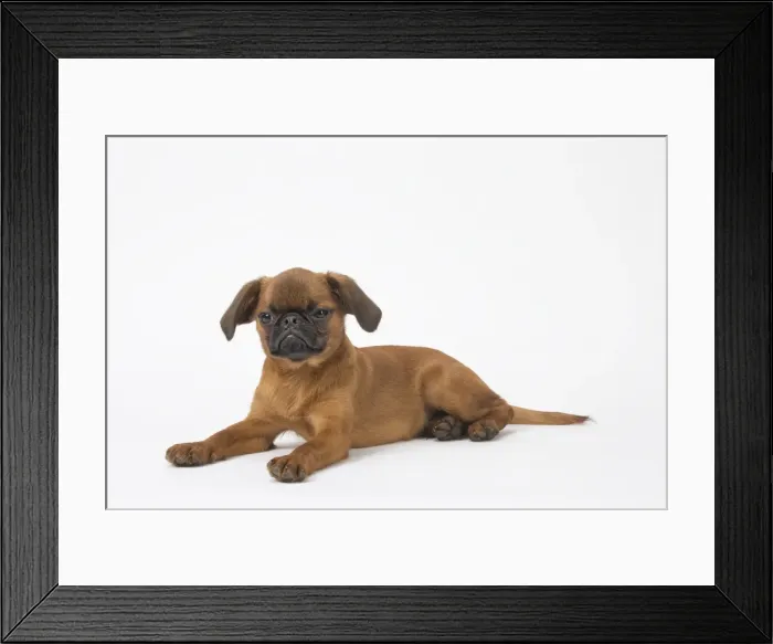 Framed Print : Picture No. 11808219 Framed Print : Picture No. 11808219