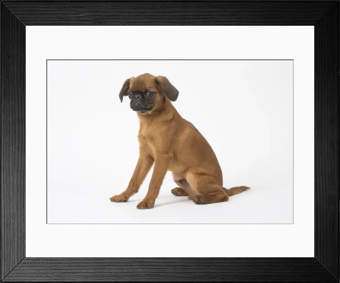 Framed Print : Picture No. 11808218 Framed Print : Picture No. 11808218