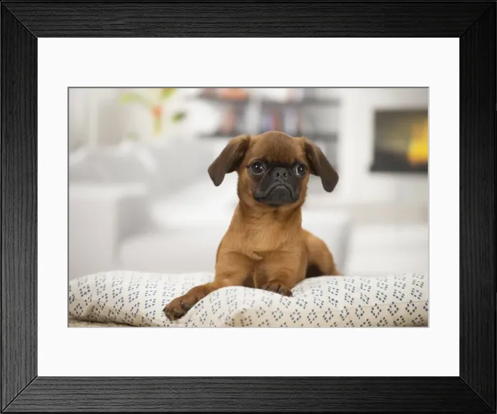 Framed Print : Picture No. 11808220 Framed Print : Picture No. 11808220