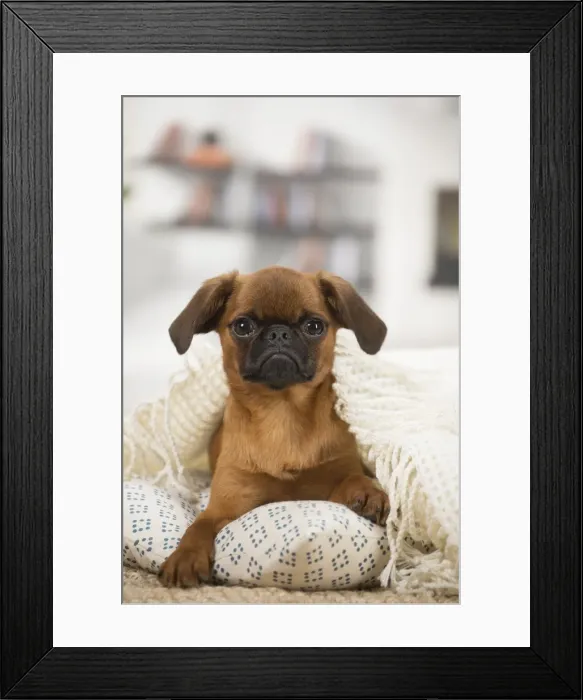 Framed Print : Picture No. 11808222 Framed Print : Picture No. 11808222