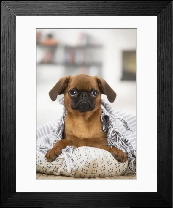 Framed Print : Picture No. 11808223 Framed Print : Picture No. 11808223