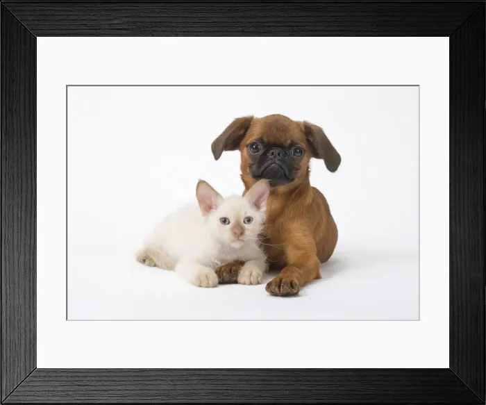 Framed Print : Picture No. 11808226 Framed Print : Picture No. 11808226