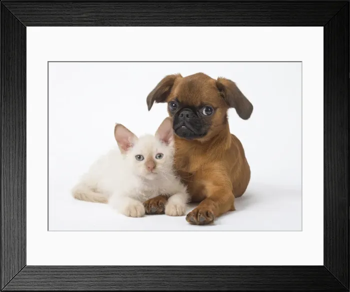 Framed Print : Picture No. 11808227 Framed Print : Picture No. 11808227