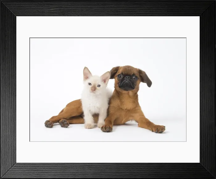 Framed Print : Picture No. 11808229 Framed Print : Picture No. 11808229