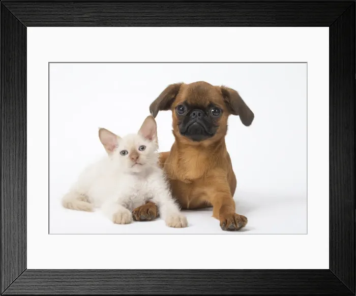Framed Print : Picture No. 11808228 Framed Print : Picture No. 11808228
