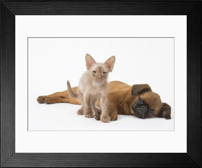 Framed Print : Picture No. 11808230 Framed Print : Picture No. 11808230