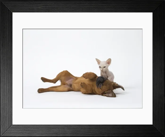 Framed Print : Picture No. 11808231 Framed Print : Picture No. 11808231
