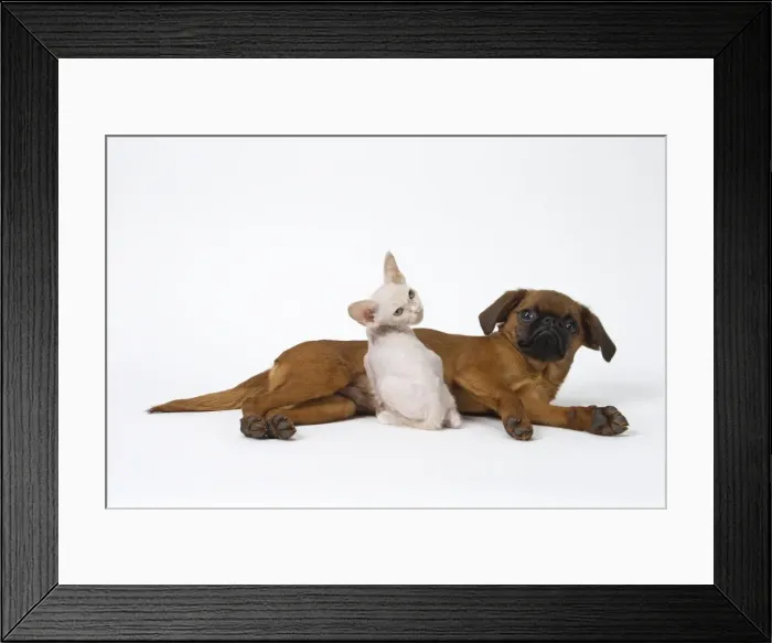 Framed Print : Picture No. 11808232 Framed Print : Picture No. 11808232