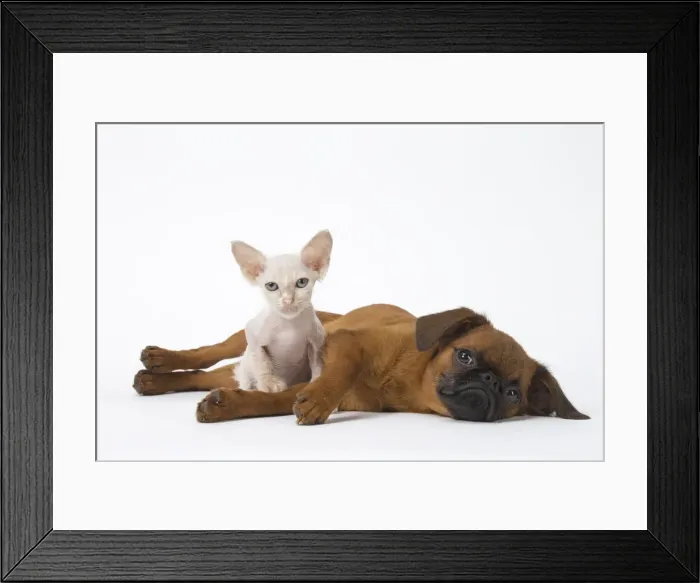 Framed Print : Picture No. 11808234 Framed Print : Picture No. 11808234