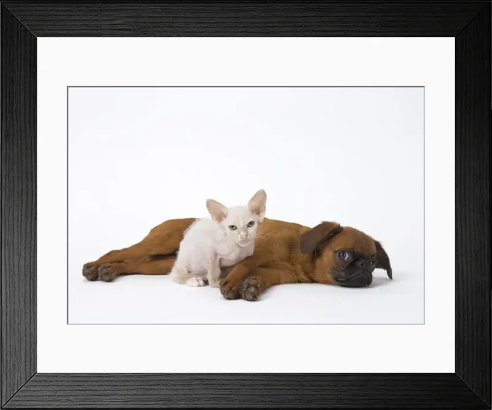 Framed Print : Picture No. 11808233