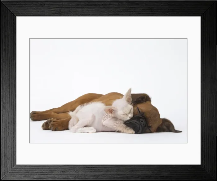 Framed Print : Picture No. 11808235 Framed Print : Picture No. 11808235