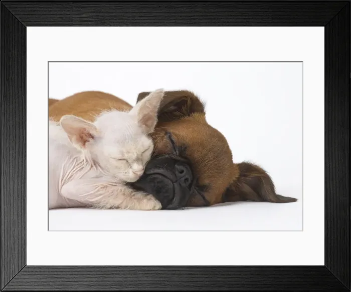 Framed Print : Picture No. 11808236 Framed Print : Picture No. 11808236