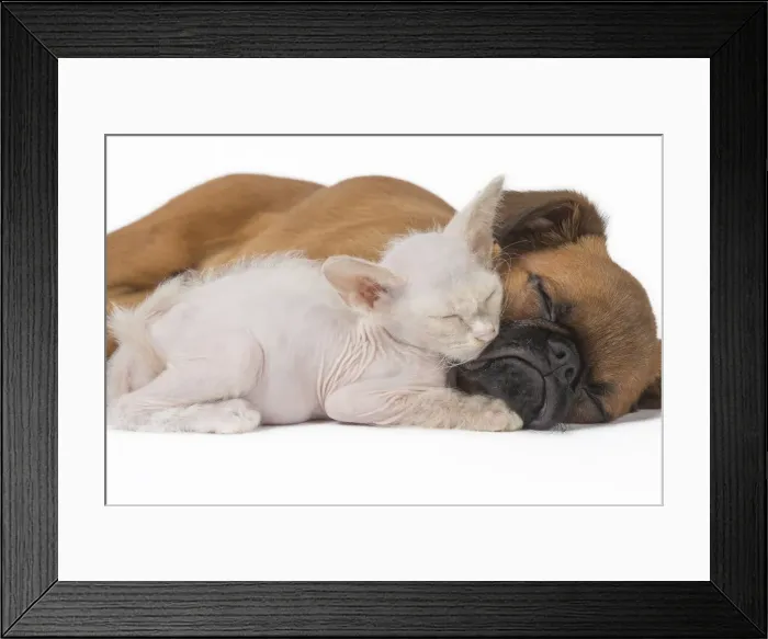 Framed Print : Picture No. 11808237 Framed Print : Picture No. 11808237
