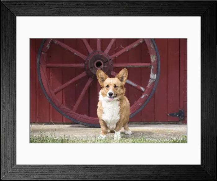 Framed Print : Picture No. 11808238 Framed Print : Picture No. 11808238