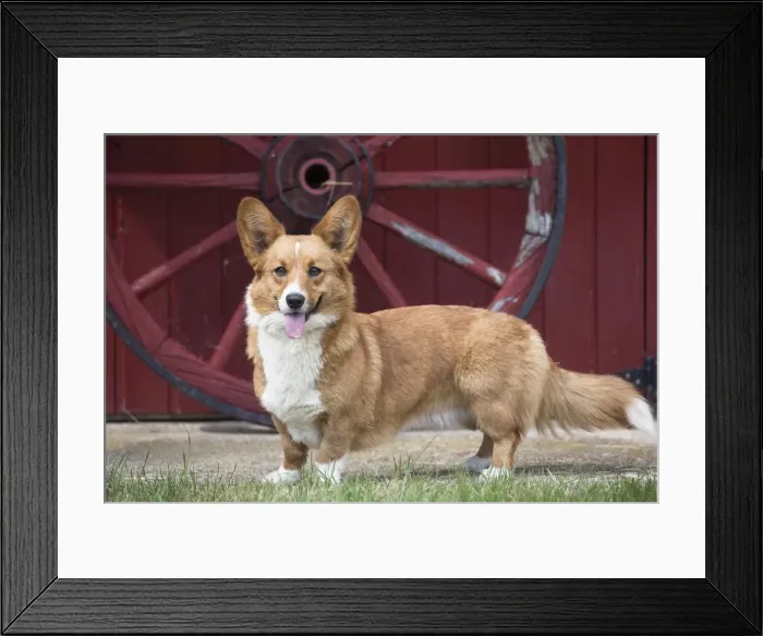 Framed Print : Picture No. 11808239 Framed Print : Picture No. 11808239