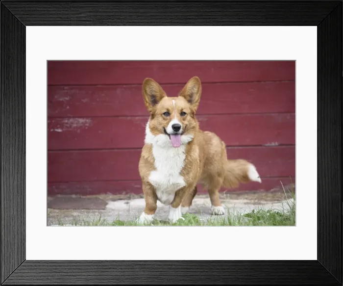 Framed Print : Picture No. 11808240 Framed Print : Picture No. 11808240