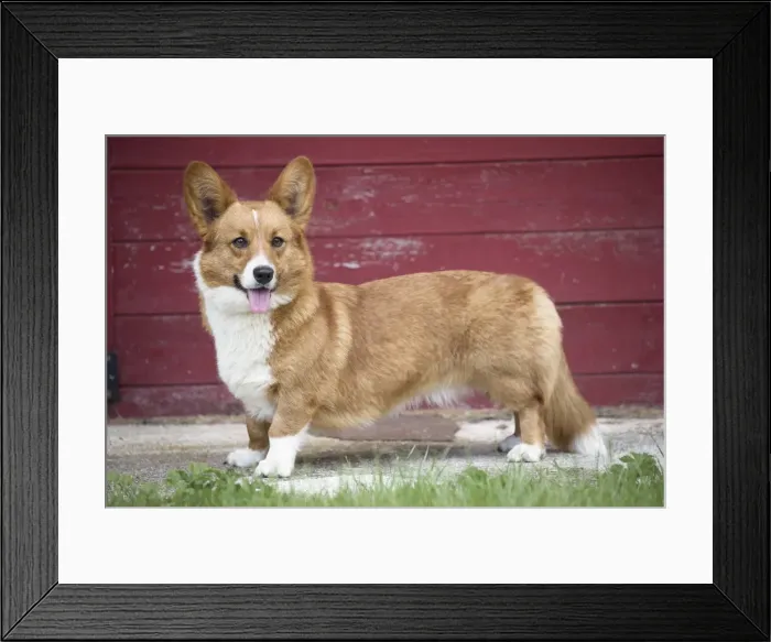 Framed Print : Picture No. 11808242 Framed Print : Picture No. 11808242