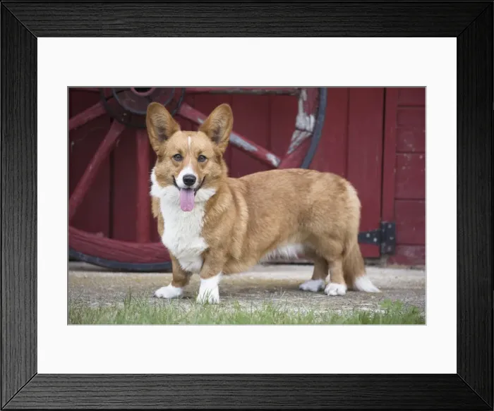 Framed Print : Picture No. 11808243 Framed Print : Picture No. 11808243