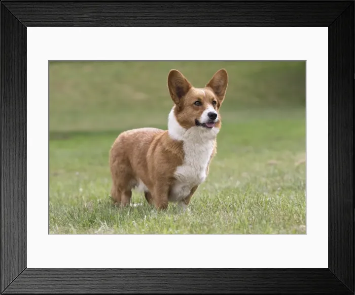 Framed Print : Picture No. 11808245 Framed Print : Picture No. 11808245