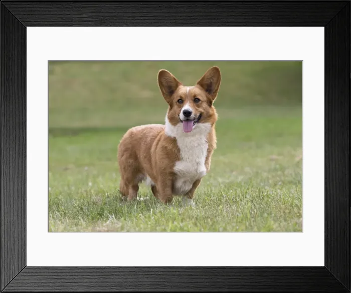 Framed Print : Picture No. 11808246 Framed Print : Picture No. 11808246