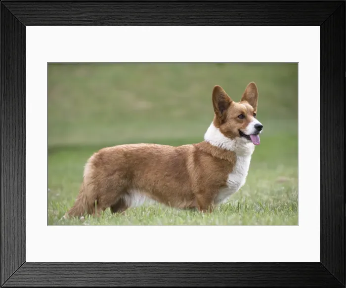 Framed Print : Picture No. 11808247 Framed Print : Picture No. 11808247