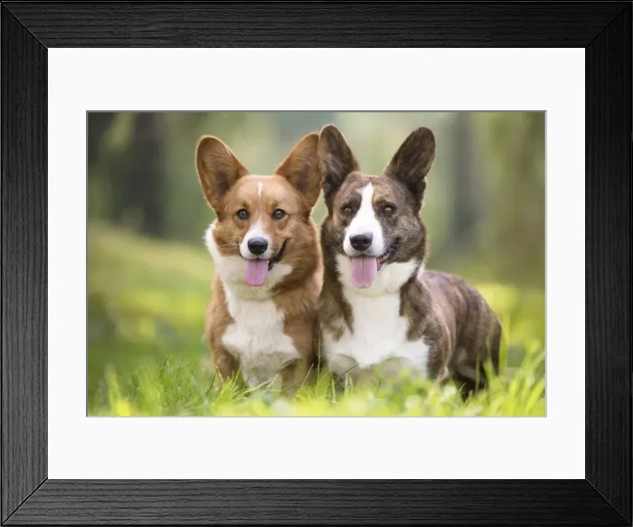 Framed Print : Picture No. 11808248 Framed Print : Picture No. 11808248