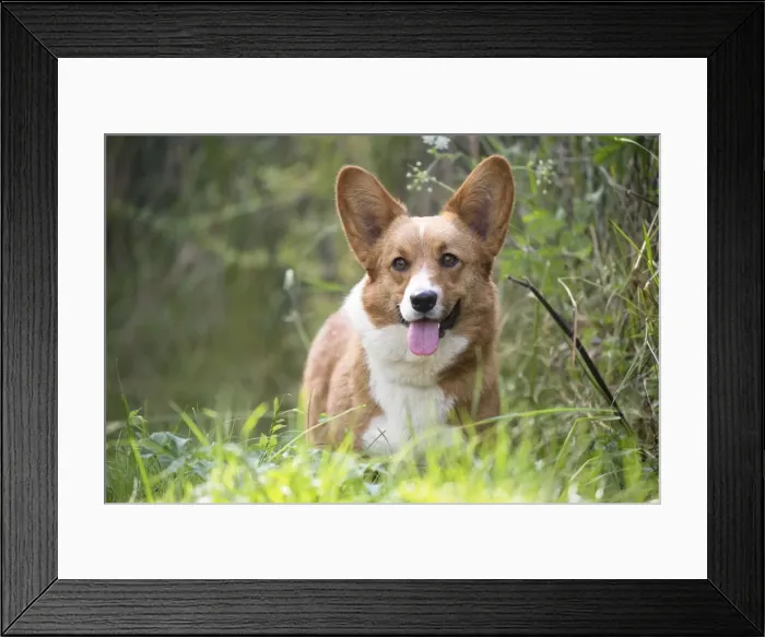 Framed Print : Picture No. 11808249 Framed Print : Picture No. 11808249