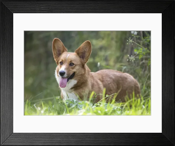 Framed Print : Picture No. 11808250 Framed Print : Picture No. 11808250