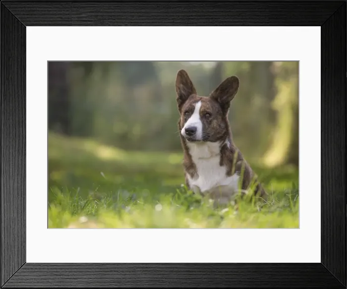 Framed Print : Picture No. 11808251 Framed Print : Picture No. 11808251